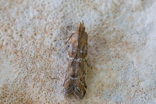 Réf. 289 485 : Phycitinae inconnu